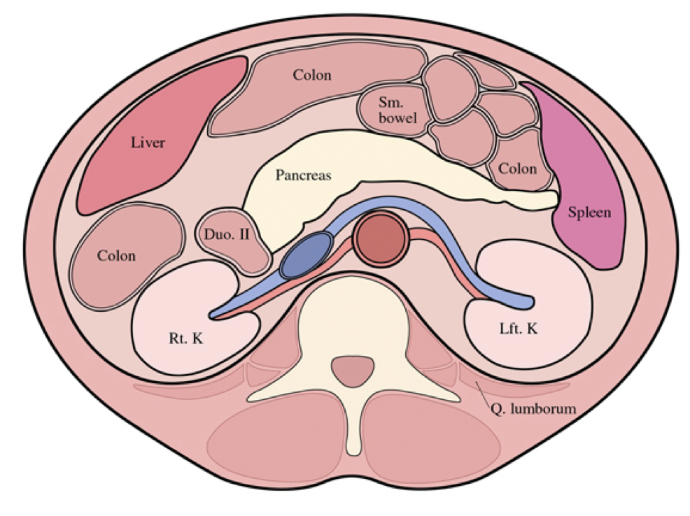 What is the Perirenal Space?