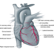 Illustrated Cardiac Anatomy