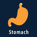 Stomach 