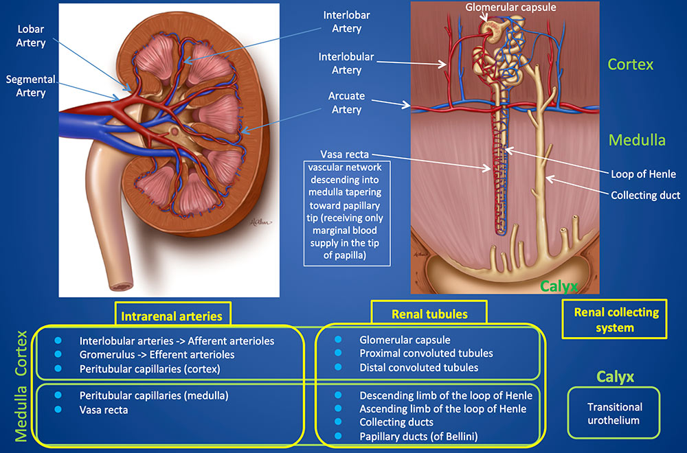 Renal Vascular and Renal Tubular Anatomy