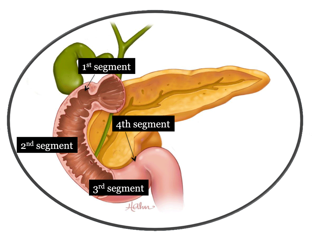 Duodenal Anatomy