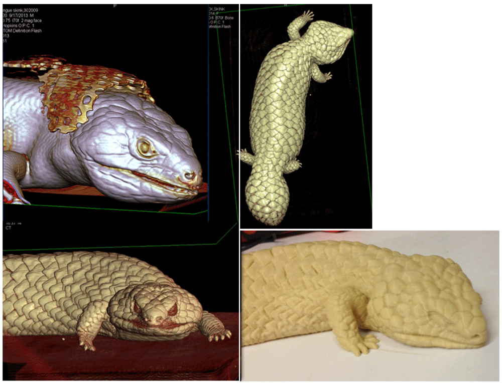 3D imaging can be used as the basis for printing complex anatomy with 3D printing