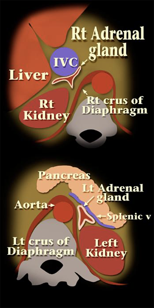 Adrenal Anatomy