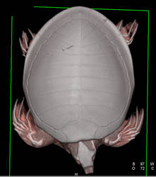 Turtle With Incredible Lungs - CTisus CT Scan