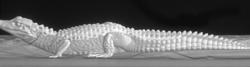 3D of An Alligator - CTisus CT Scan