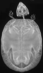 Turtle - CTisus CT Scan