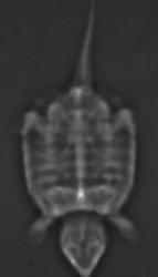 A Maryland Terrapin - CTisus CT Scan