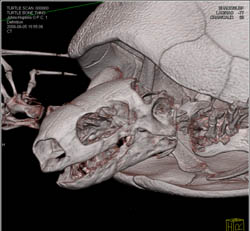 Orbital Trauma to Turtle - CTisus CT Scan