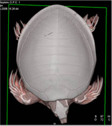 Pig Nosed Turtle With Fractured Mandible. 3D Shows Shell, Limbs, and Lungs in A Sequence of Images - CTisus CT Scan