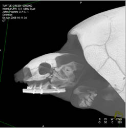 Repair of Mandible Fracture in Turtle After Crush Injury By Alligator. Orbital Fracture Also Seen - CTisus CT Scan