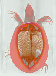 Giant Sea Turtle - CTisus CT Scan