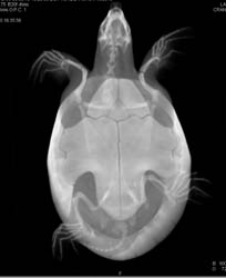 Nice Shell of Sea Turtle - CTisus CT Scan