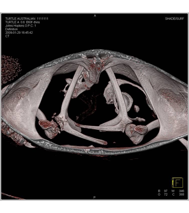 osteomyelitis of shoulder joint in a turtle - CTisus CT Scan