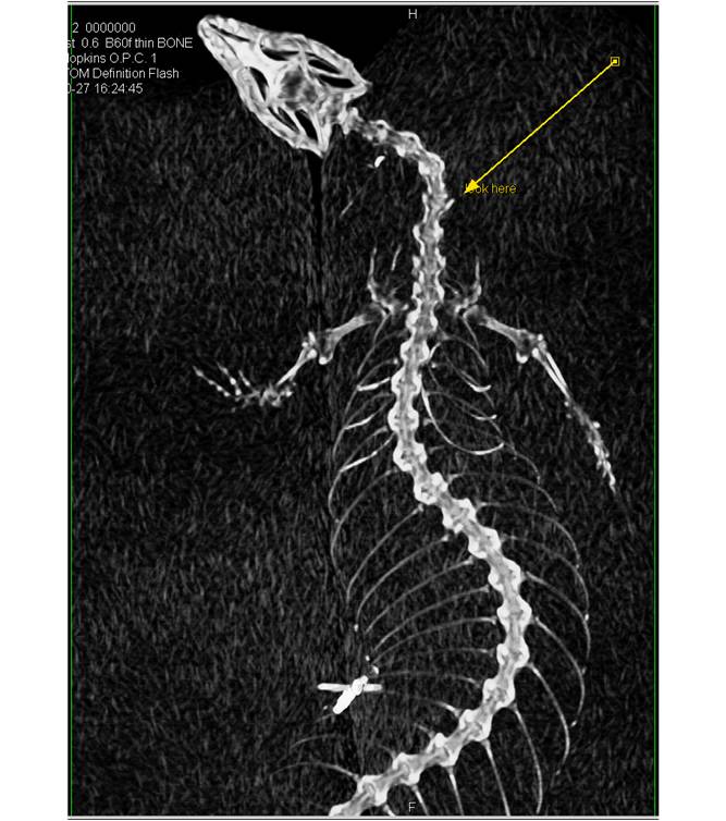 lizard from aquarium with spine injury - CTisus CT Scan