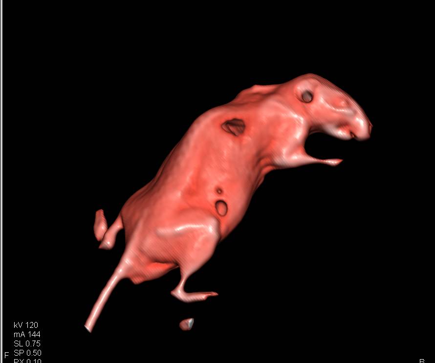 Squirrel that was a bit slow - CTisus CT Scan