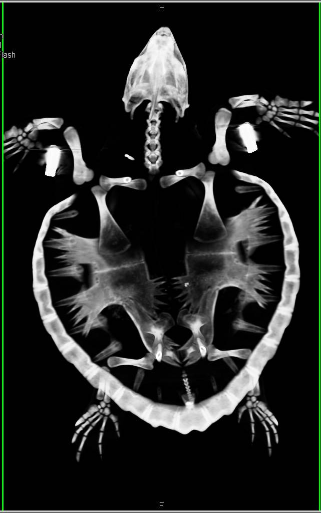 Beautiful 3D Imaging of a Turtle - CTisus CT Scan