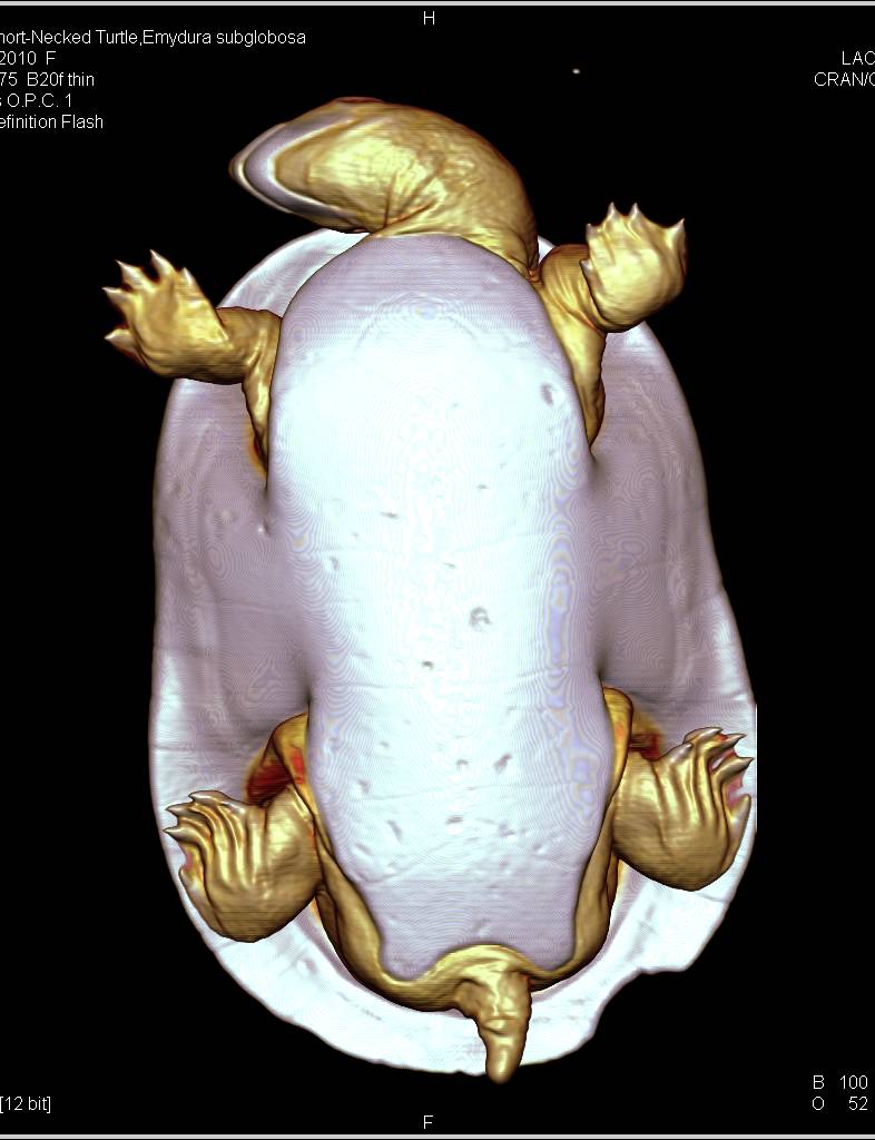 Red Bellied Short Necked Turtle, Emydura subglobosa - CTisus CT Scan