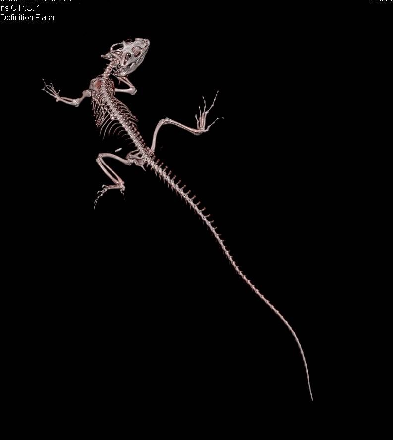 Australian Water Dragon - CTisus CT Scan