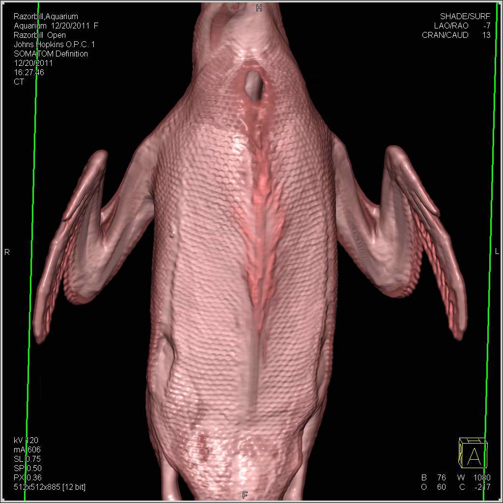 Razorbill in 3D - CTisus CT Scan