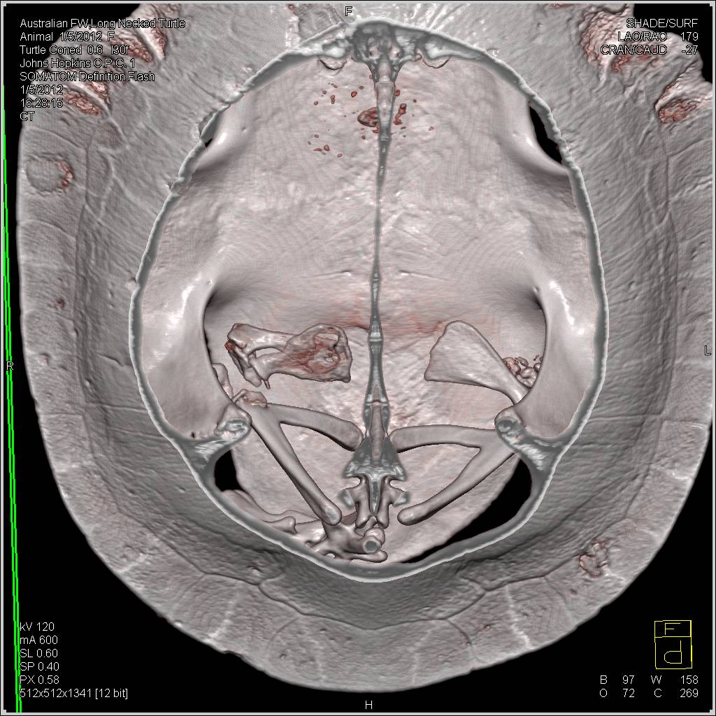 Australian FW Long Necked Turtle with Shell Infection - CTisus CT Scan