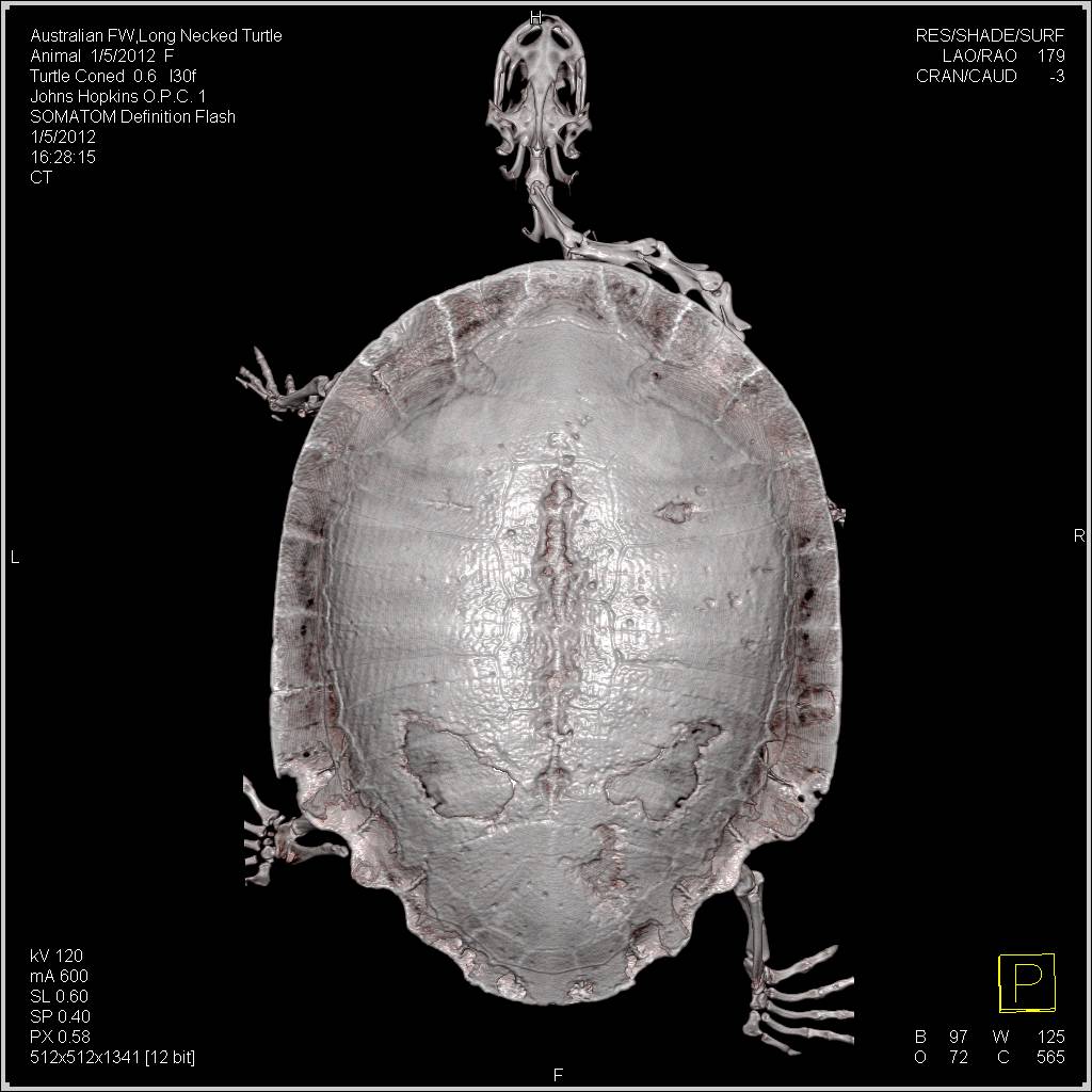 Turtle with Shell Infection - CTisus CT Scan