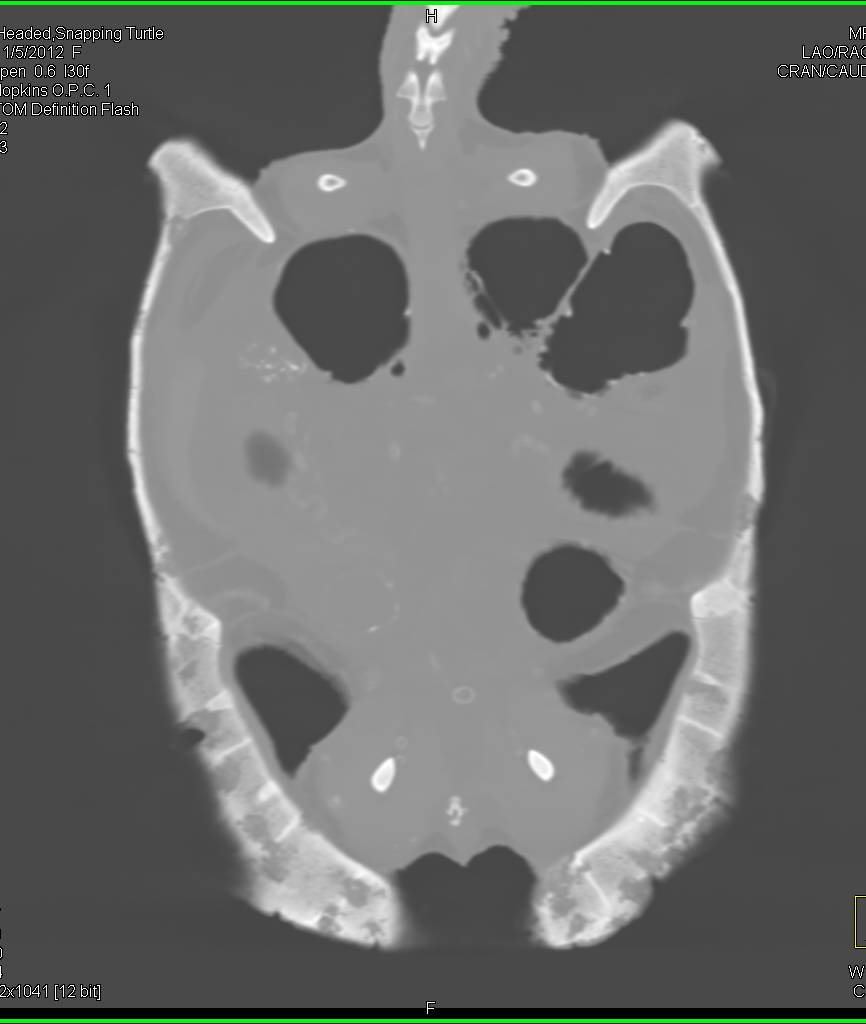 Snapping Turtle with Multiple Infections of its Shell - CTisus CT Scan