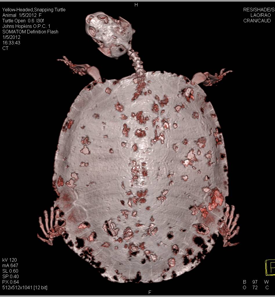 Yellow Headed Snapping Turtle with Severe Infection of the Shell - CTisus CT Scan