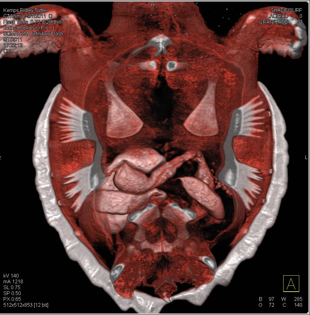 Normal Turtle in 3D - CTisus CT Scan