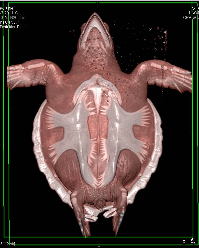 Turtle with Undigested Food in Colon - CTisus CT Scan