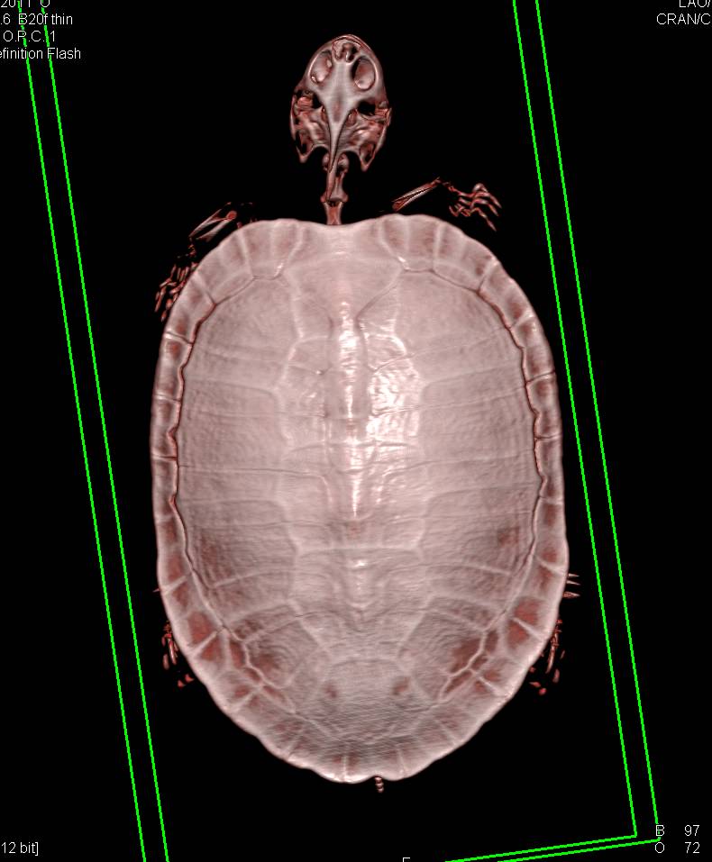 3D of Sea Turtle - CTisus CT Scan