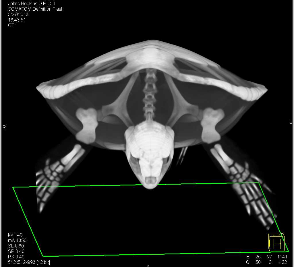 3D Mapping of a Sea Turtle - CTisus CT Scan