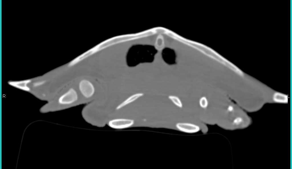 Sea Turtle with Degenerative Joint Disease (DJD) in Both Shoulders - CTisus CT Scan