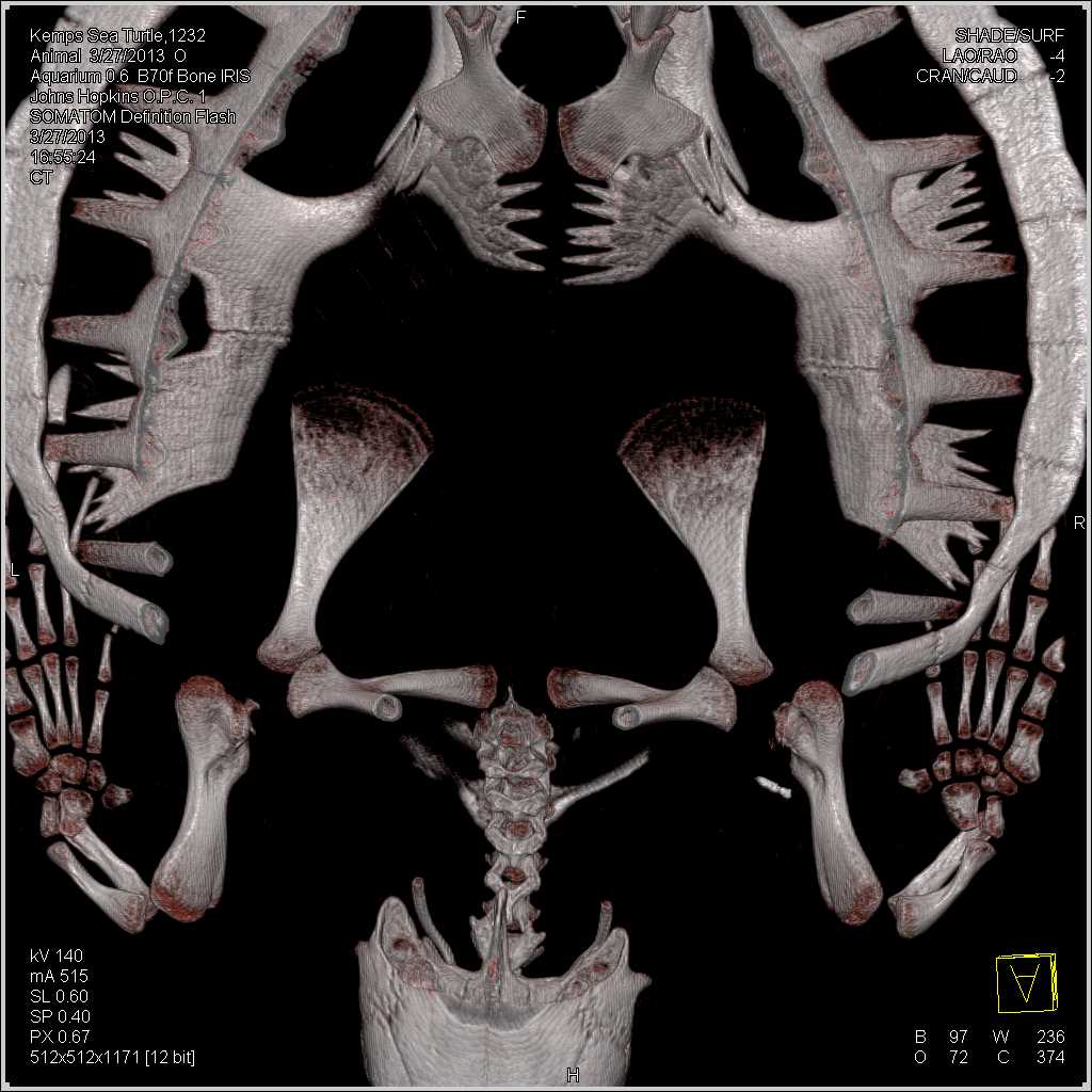 Sea Turtle with Excellent Bony Anatomy - CTisus CT Scan