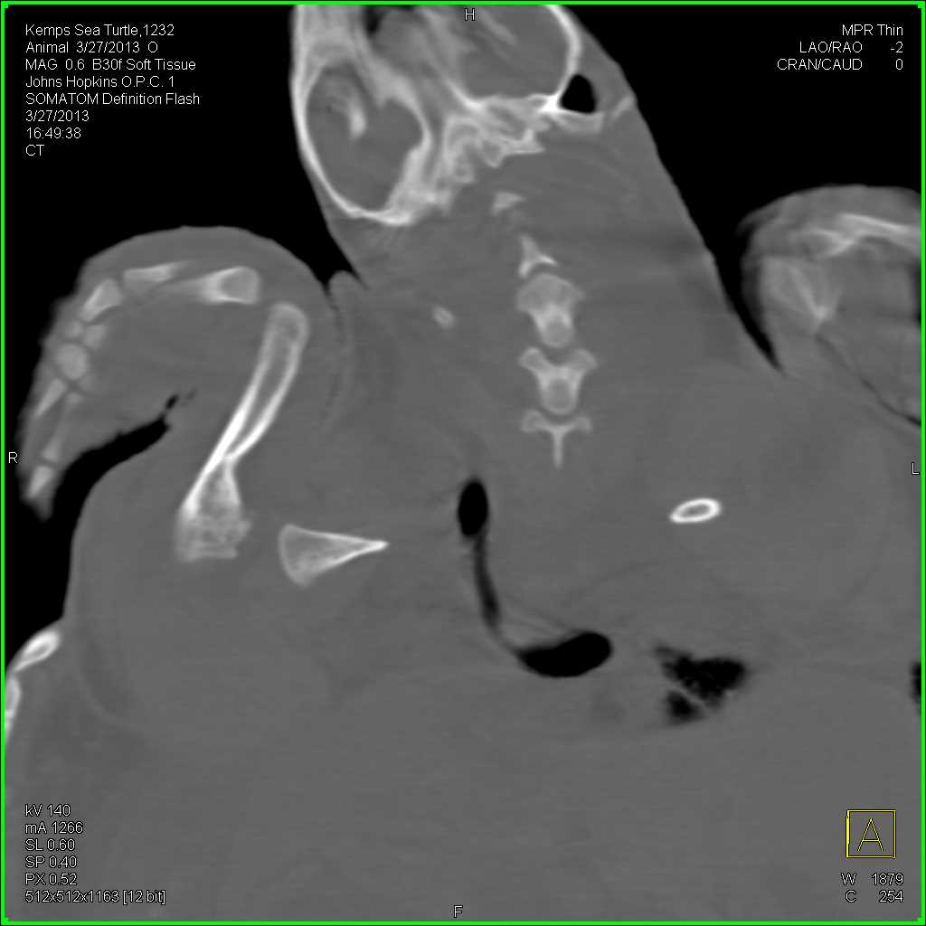 Sea Turtle with Excellent Bony Anatomy - CTisus CT Scan