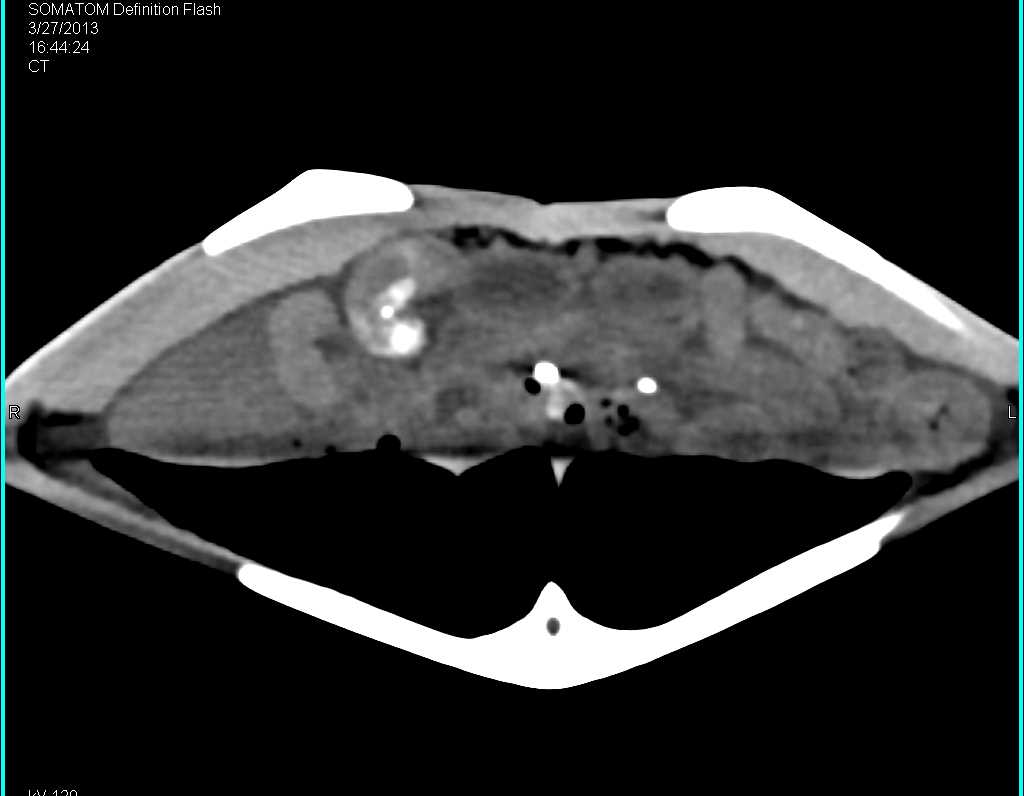 3D of a Green Sea Turtle - CTisus CT Scan