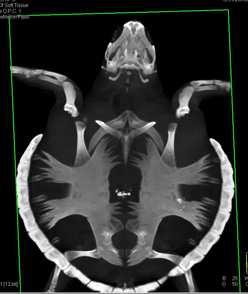 Kemps Sea Turtle - CTisus CT Scan