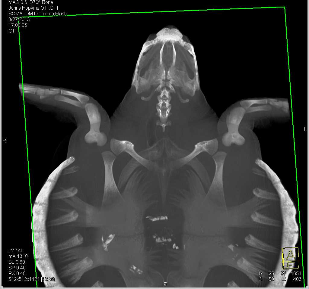 Kemps Sea Turtle with Normal Skeleton - CTisus CT Scan