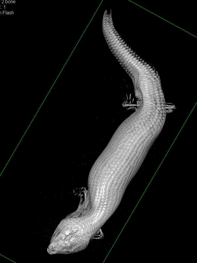 3D of a blue-tongued skink - CTisus CT Scan