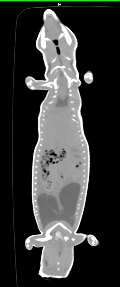 3D CT of Blue Tongue Skink - CTisus CT Scan