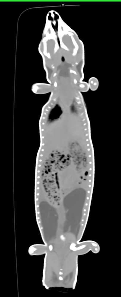 3D CT of Blue Tongue Skink - CTisus CT Scan