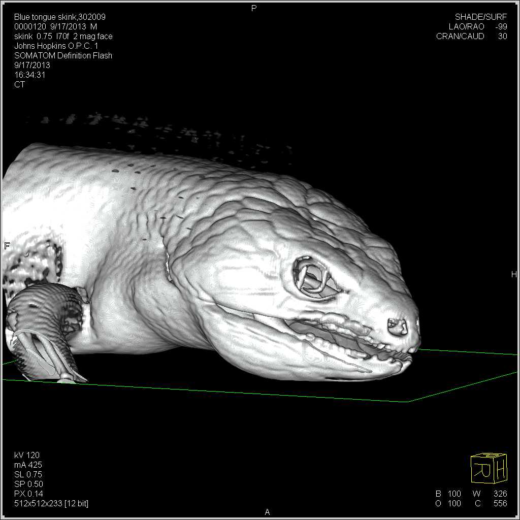 3D CT of Blue Tongue Skink - CTisus CT Scan