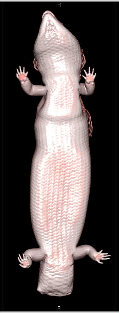 3D CT of Blue Tongue Skink - CTisus CT Scan