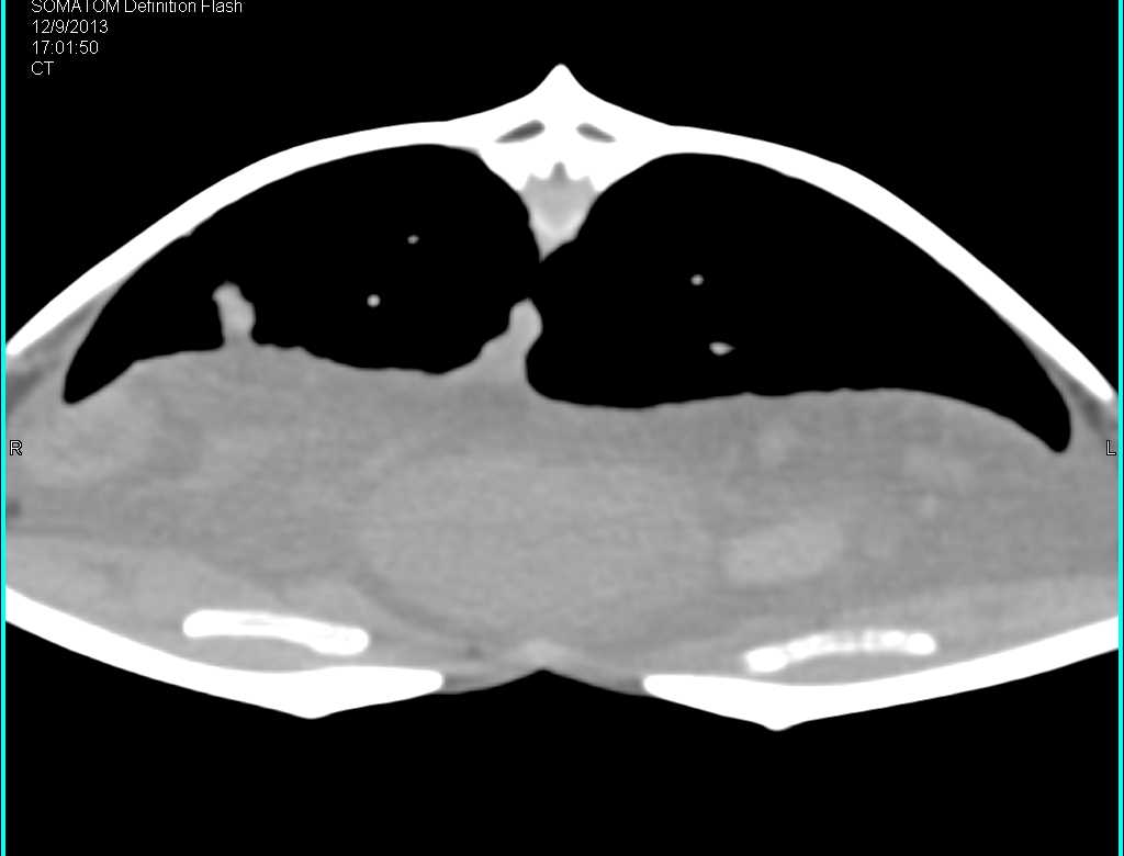 Turtle with Pneumonia - CTisus CT Scan