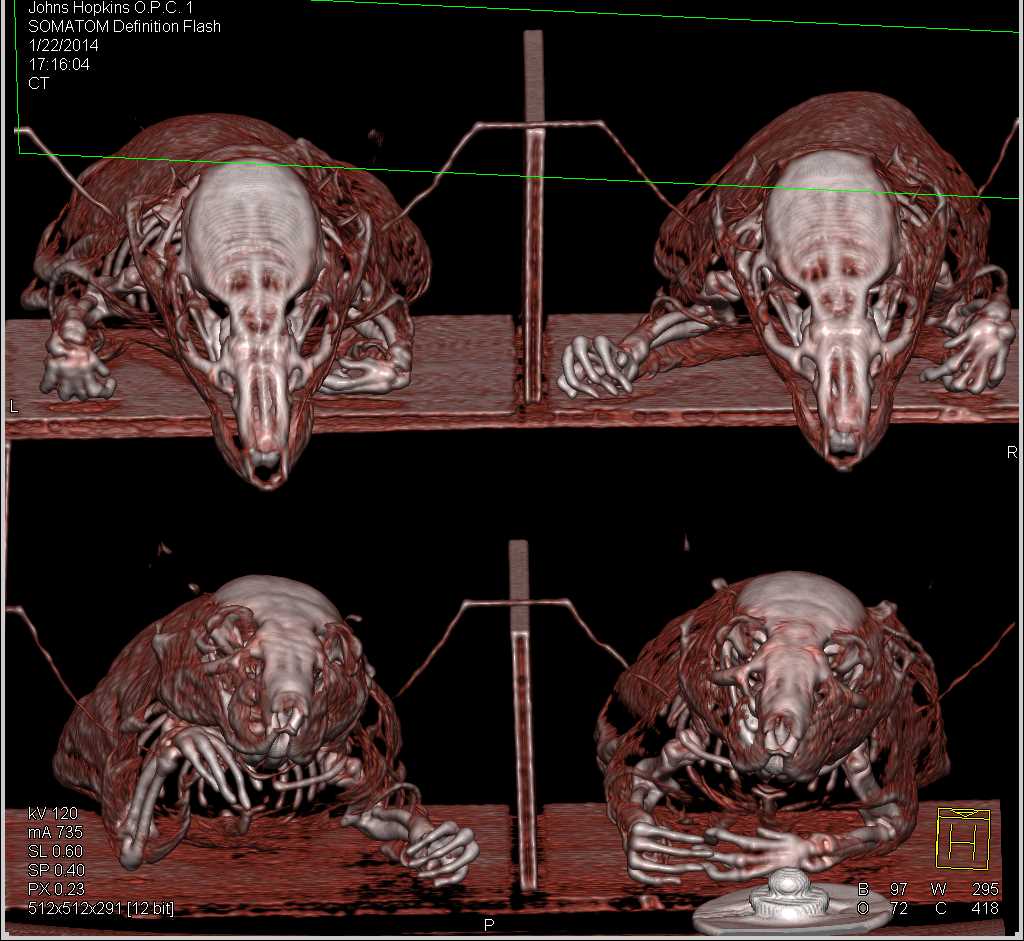 CT of Rats for Research Studies in a 4 to a Box Scan - CTisus CT Scan