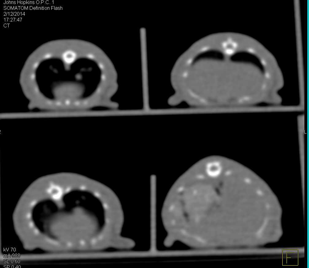 3D Imaging of Rats - CTisus CT Scan