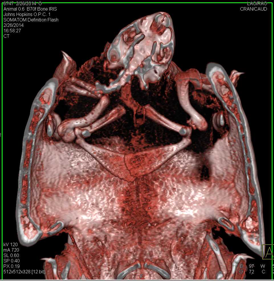 Osteomyelitis Left Shoulder Joint in a Mud Turtle - CTisus CT Scan