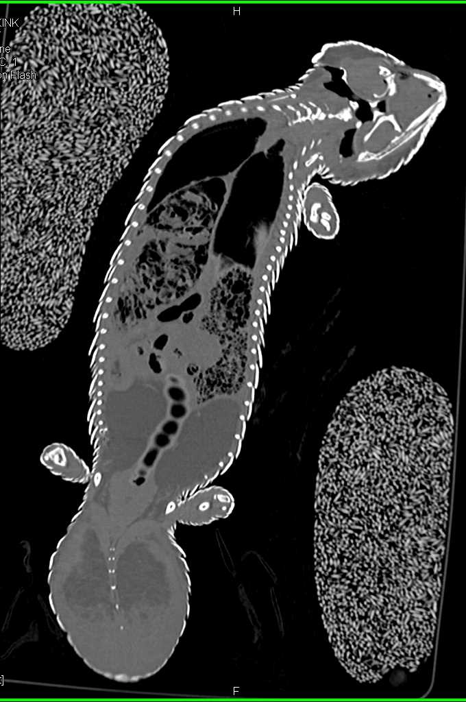 3D Imaging of a Blue-Tongue Skink - CTisus CT Scan