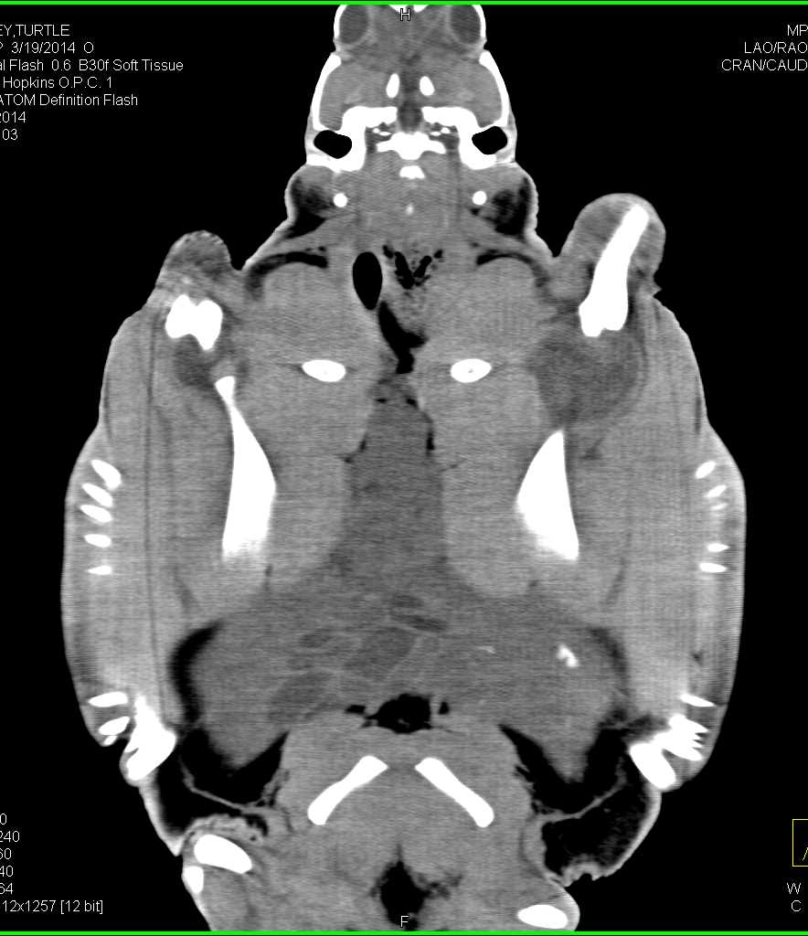 Infected Left Shoulder Joint in a Turtle - CTisus CT Scan