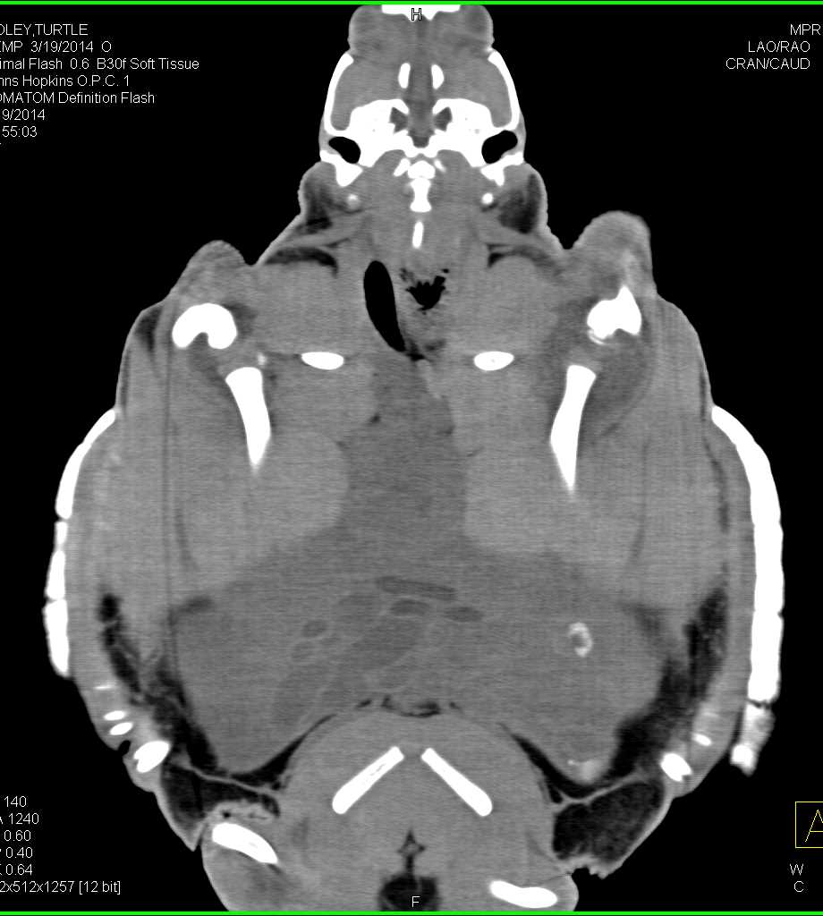 Infected Left Shoulder Joint in a Turtle - CTisus CT Scan