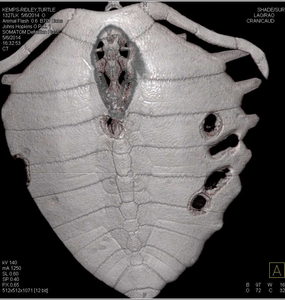 Turtle with Ulcers on its Shell and Focal Pneumonia - CTisus CT Scan